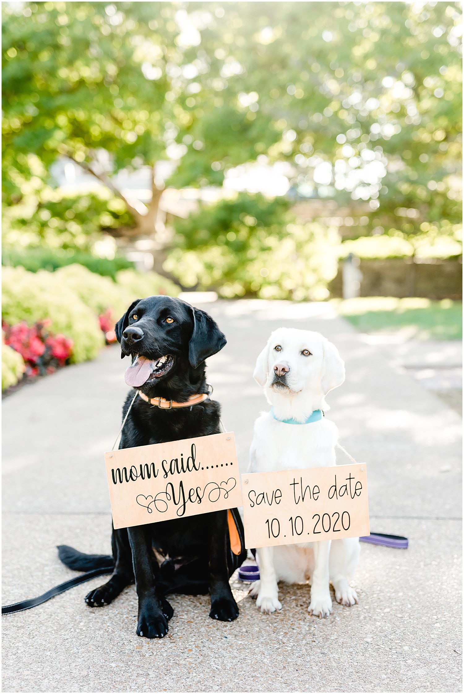 dogs with signs engagement session missouri governor's garden