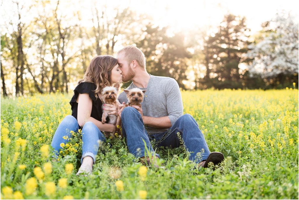 couple sitting in yellow wildflower field with two yorkies on laps for couples photo session