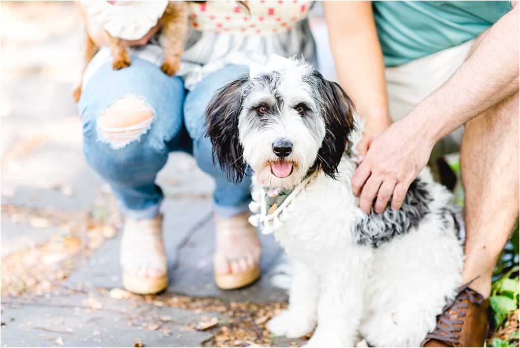 Lafayette Park St. Louis engagement session with dogs